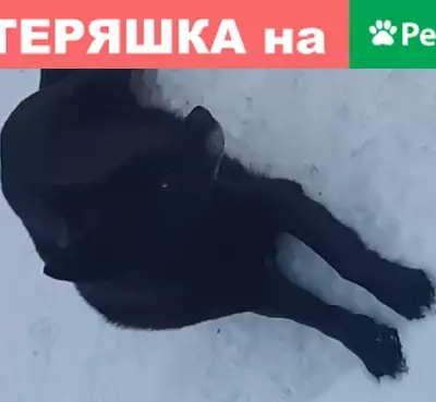 Собака в СНТ Полесье-88, осторожна к людям