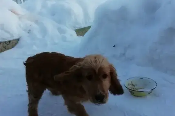 Пропала собака ЛАКИ в Белом Яре, ХМАО