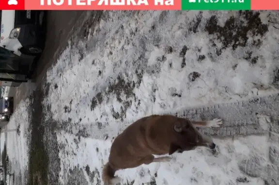 Найдена собака Лайка в Талдомском районе