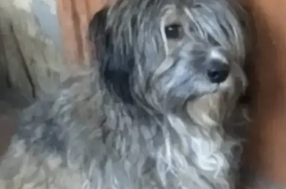 Собака найдена в Belovo, 3-й мик-н, пер. Калинина
