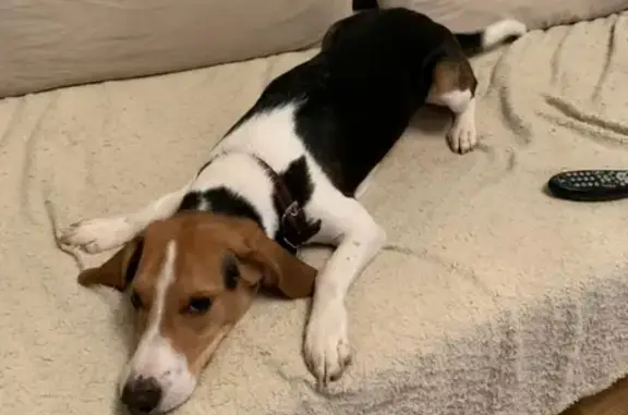 Собаки потеряшки, , фото: Потеряшка собака в Шахтах, помогите найти!