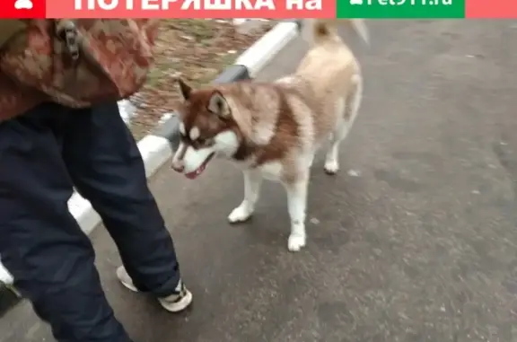 Найден хаски в Долгом Лёдово, Московская область