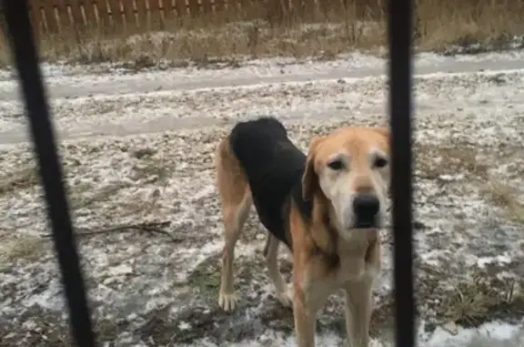 Собака без ошейника найдена в Заокском районе