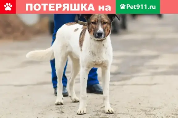 Пропала собака Друг в Оренбурге