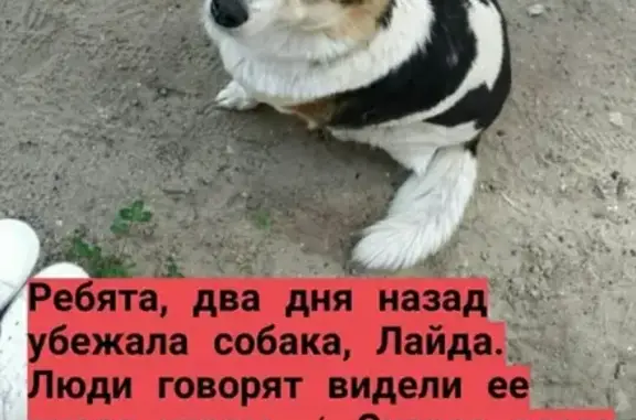 Пропала собака Лайда на улице Куйбышева