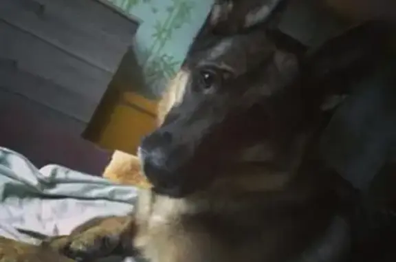 Пропала собака в поселке Анечково, Московская область