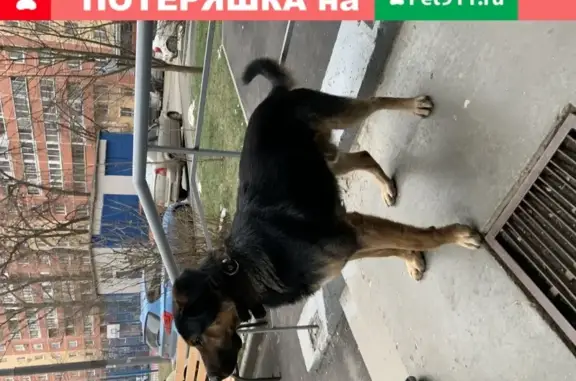 Собака на Смольной, 51к1, Москва.