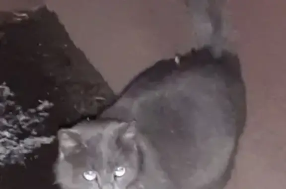 Найден серый котик около Пионерской