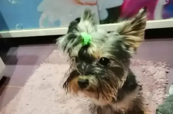 Собаки потеряшки, Барнаул, фото: Потеряшка собака с бельмом на ул. Георгия Исакова, Барнаул.