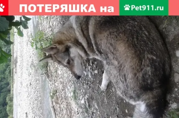 Потерянные животные Белгород, фото: Пропала собака Веста в Прохоровском районе Белгорода