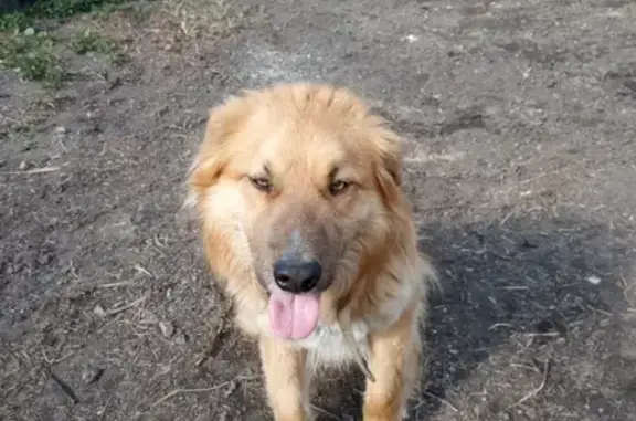Пропала собака Шаман, 4 года, Кировский район, Новосибирск