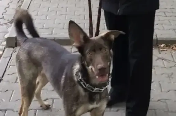 Пропала собака Люся в Мытищах, Московская область
