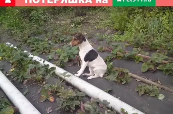 Пропала собака в Тульской обл., Венёвском районе, с. Засечный, Лесная ул., 6