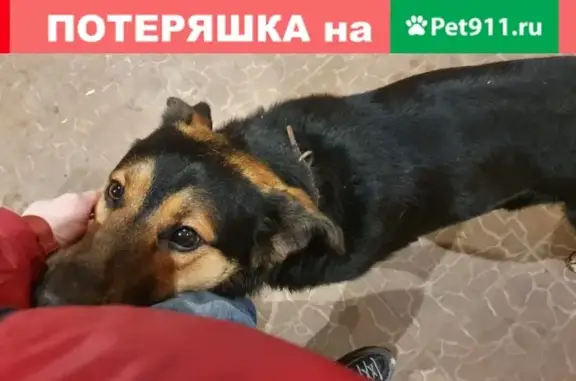 Собака найдена в д. Алабино, Московская область