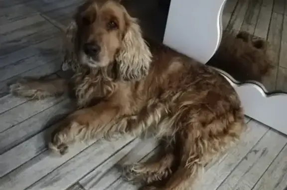 Найдена собака возле Цибанобалки, находится в Витязево