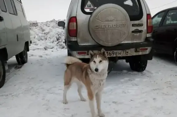 Пропала собака Грэта в селе Красная Сосна, Инзенский район