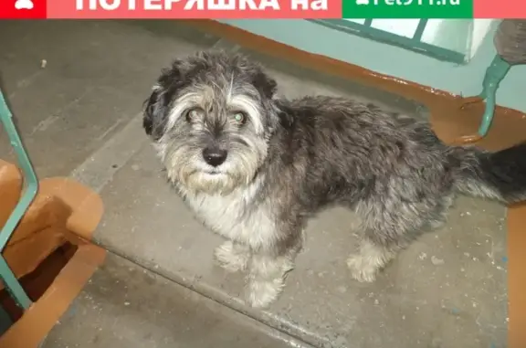 Пропал пес в Назарово, улица Арбузова