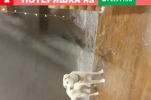 Найдена собака в деревне Ройка