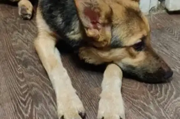 Найдена собака в Азинском лесу, нужна помощь!