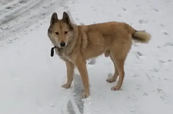 Пропала собака в Снегири, Московская обл.
