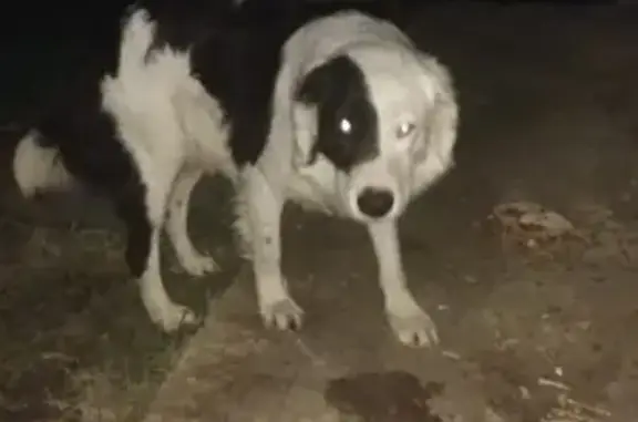 Найдена собака на улице Лаухина в Яблоновском