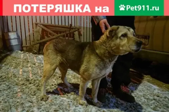 Найден молодой кобель в Долматово, Зиновкино (Домодедовский район)
