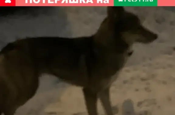Собака найдена на Снежной 19 в Москве!