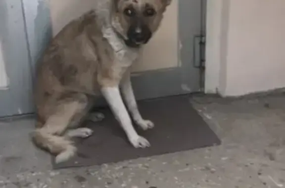 Найдена собака на Усть-Курдюмской 3