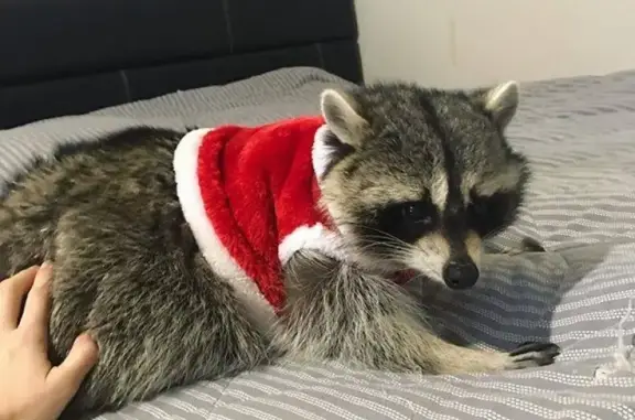 Собаки потеряшки, Санкт-Петербург, фото: Потеряшка Енот Йокки в парке Гринвальд, СПб