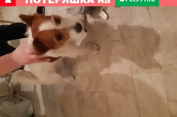 Собака Джек Рассел найдена на Белградской, 44
