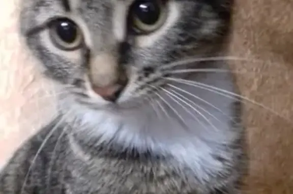 Кошки потеряшки, Ярославль, фото: Потеряшка кошка Мурка в Ярославле, район парка 1000 летия