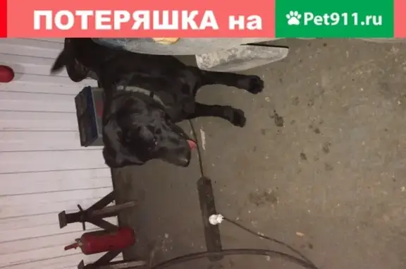 Найдена собака в Подольске, нужен хозяин!