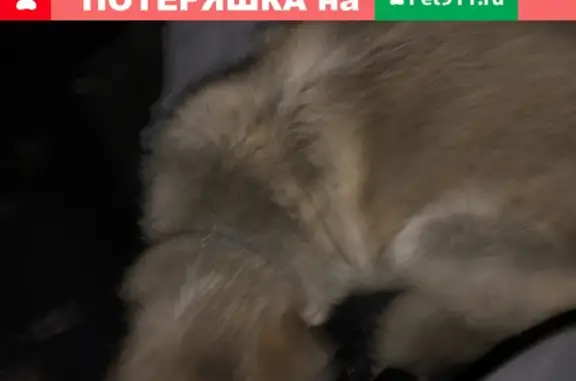 Собака с ошейником найдена на Пушкаревском шоссе в СПб