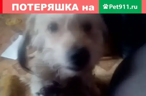 Пропала собака с бронхиальной астмой в Энгельсе, Саратовская обл.