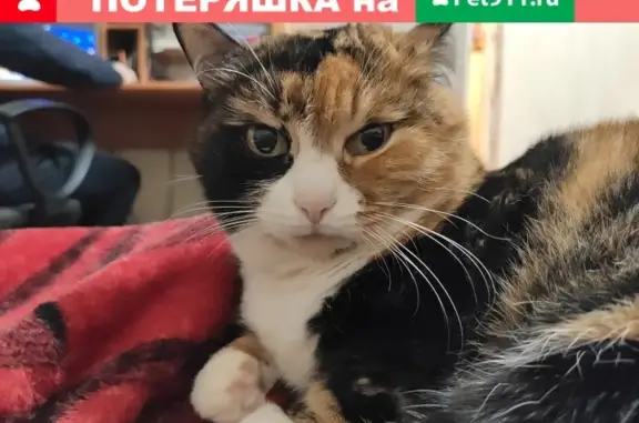 Пропала рыжая кошка Сима, ул. Мира, 40.