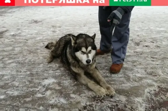 Найдена собака в Тамбове - хаски или маламут