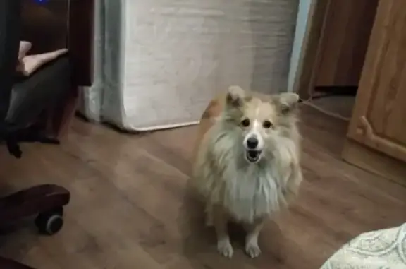 Пропала собака порода шелти в Чите