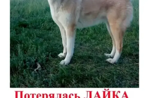 Потерянные животные Тюмень, фото: Пропала собака Белка в Тюмени 30.12.19