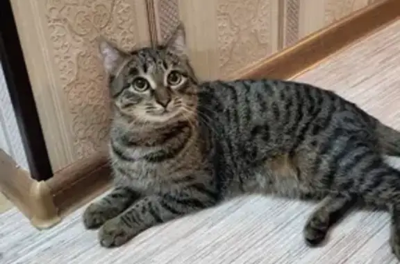 Пропала кошка, найдена на ул. Молодёжная, Соликамск