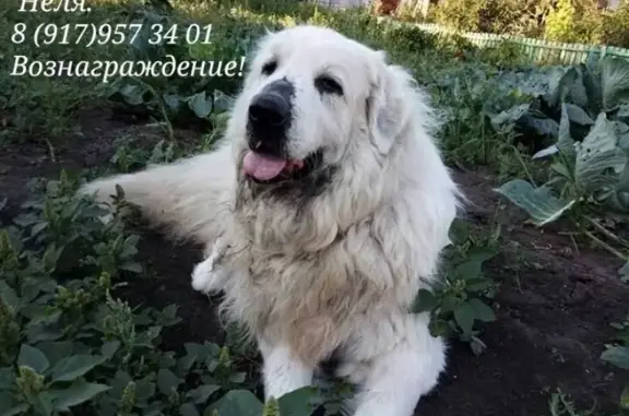 Собаки потеряшки, , фото: Потеряшка белая лохматая собака в Зубчаниновке, Самарская обл.