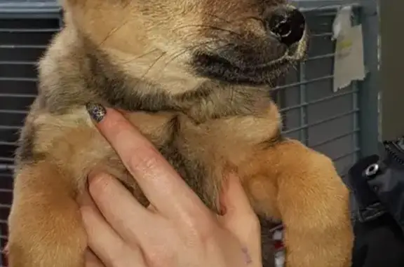 Собаки потеряшки, Липецк, фото: Потеряшка собака в Добринке, помогите найти!