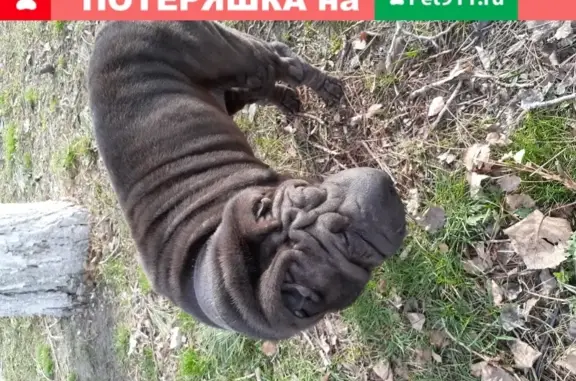 Найдена собака на ул. Г. Десантников, Новороссийск