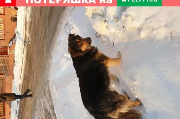 Найдена собака на проспекте Победы, 238