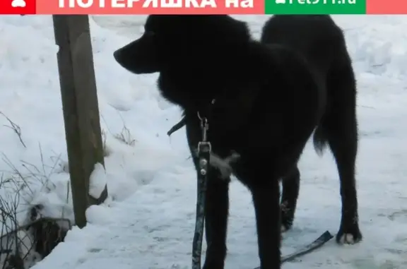 Найдена собака в СНТ Репка, ищем хозяев