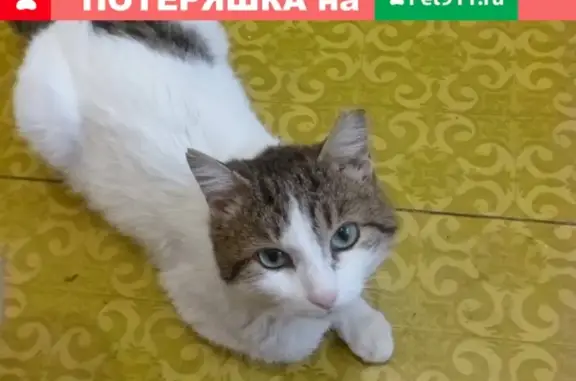 Найден кот на ул. Багратиона, 15В, Омск.