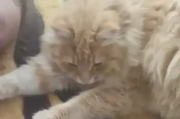 Кошки потеряшки, Тамбов, фото: Потеряшка кошка Мурзик на Мичуринской, Тамбов