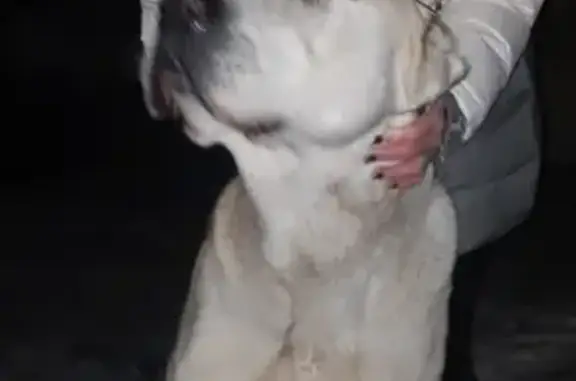 Собака Алабай найдена в Косино, ул. Каскадная, 31А.