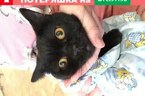 Ласковая кошка на Ветеранской, Ростов-на-Дону