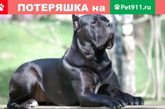 Пропала собака Кане-корсо в селе Филинское, Нижегородская область
