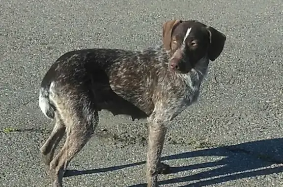 Найдена собака в Новоалександровске